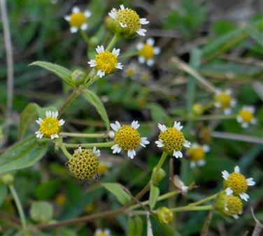 Galinsoga parviflora